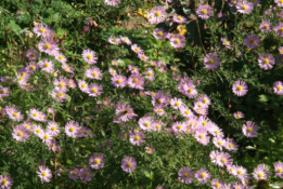 Aster 'Pink Star' bestellen